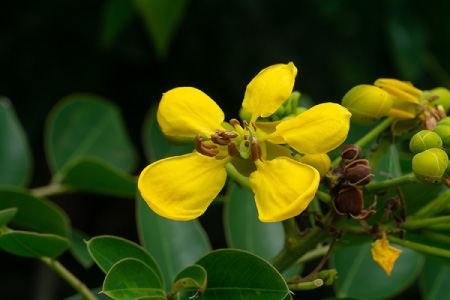 Cumin, Green, and Senna