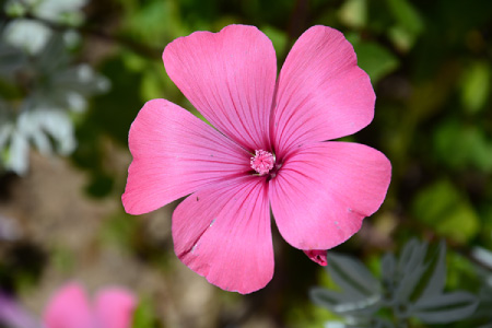 Hollyhocks and Thyme