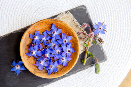Echium Amoenum (Borage)