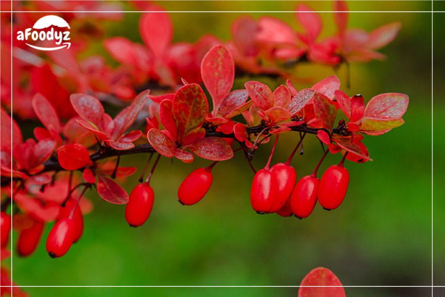 Berries and Red Fruits