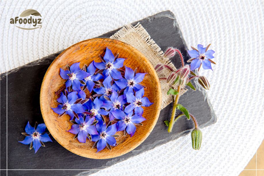 Echium Amoenum (Borage)